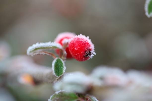 istock Berry of cotoneaster bush with hoarfrost 1353871297