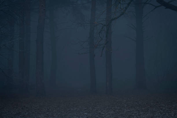 istock Dark night foggy forest background 1353871360