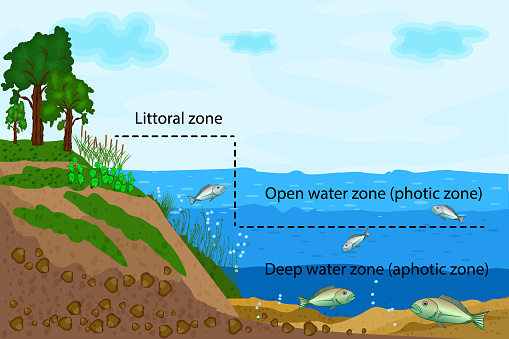 Lake ecosystems division into littoral, open water and deep water zones. Stock vector illustration