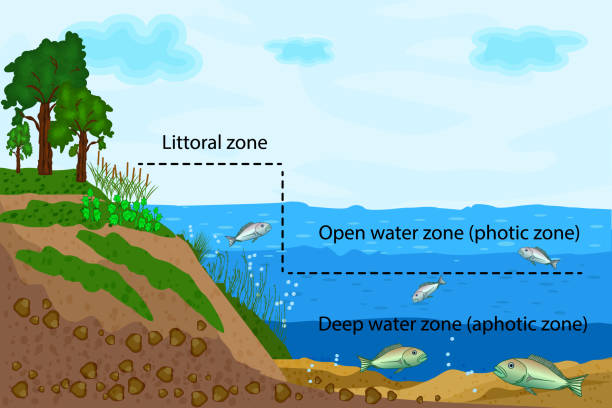 Lake ecosystem. Zonation in lake water infographic. Pond or river freshwater zones diagram with text for education. Lake ecosystems division into littoral, open water and deep water zones. Stock vector illustration pond illustrations stock illustrations