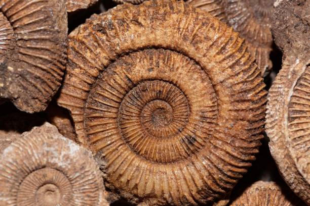 ammonites de l’espèce dactylioceras athleticum du jurassique inférieur - évolution de lespèce photos et images de collection