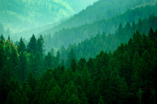 istock Lush green pine forest on mountain wilderness growth light in valley 1353872300