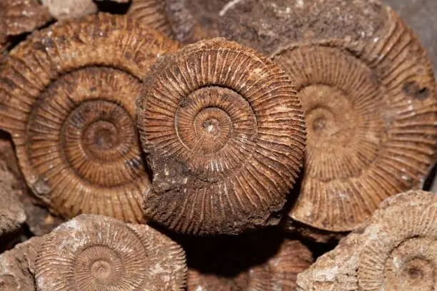 Ammonites of the species Dactylioceras athleticum from the Lower Jurassic of Southern Germany