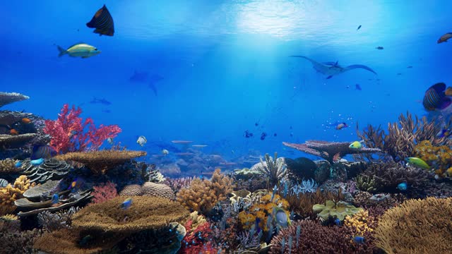 Colorful coral reefs, schools of beautiful fishes swimming blue underwater ocean sea.