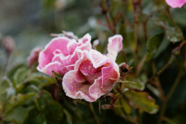 istock Pink rose covered by hoar frost 1353872835