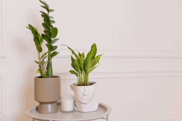 istock Houseplants in pots on table 1353873650