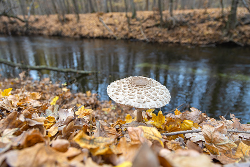 Parasol mushroom (Macrolepiota procera) in its natural environment surrounded by autumn fallen leaves in a beautiful forest with river in background in late october.