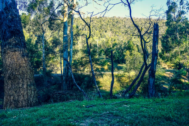 istock A small river in the australian countryside. 1353877474