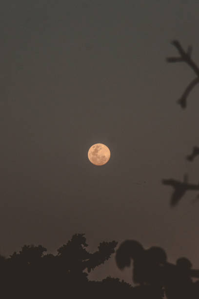 istock dark sky with the moon and branches 1353877840