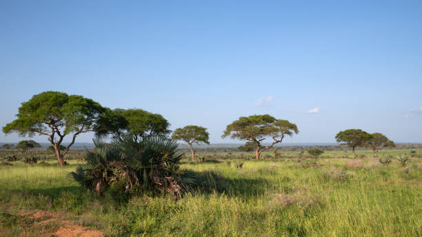 istock Murchison Falls National Park, Uganda 1353877858
