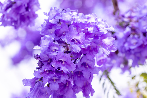 Closeup beautiful purple Jacaranda flowers, background with copy space, full frame horizontal composition