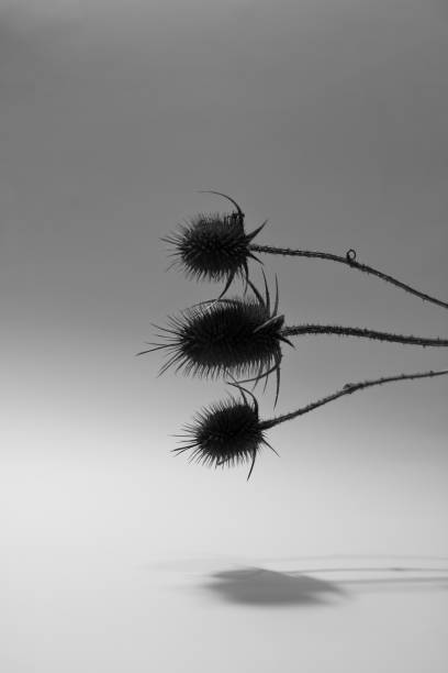 Dry plant with throns on the white background