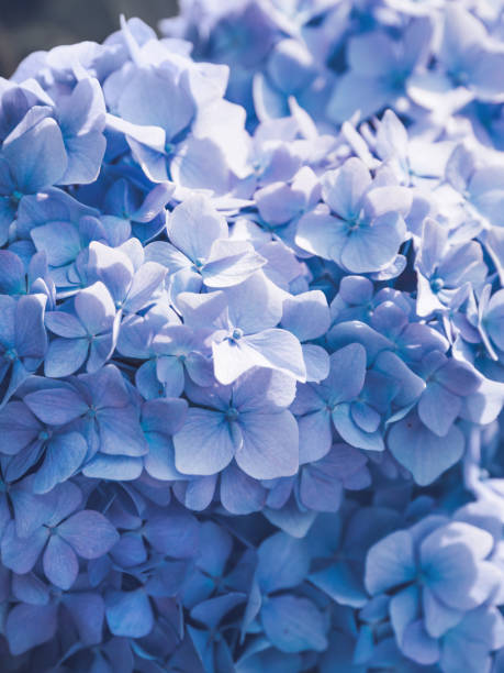 istock Natural background with blue hydrangea. Bush with flowers in bloom. Summer sunlight. 1353880323