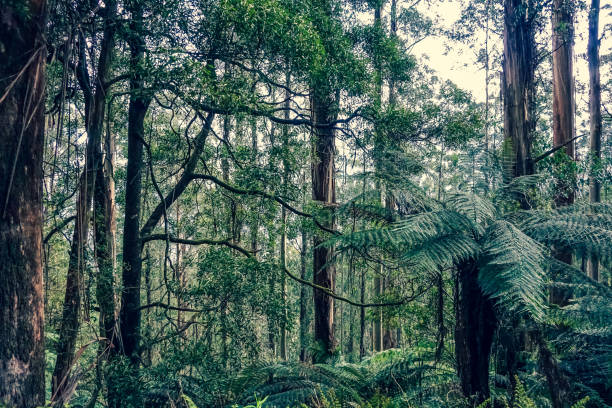 istock A look into the forest in Australia. 1353880537