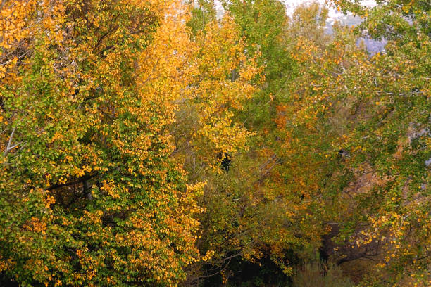 istock Colorful Autumn Leaves 1353881357