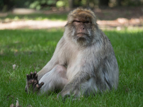 macaco barbaro in primo piano seduto nell'erba - bertuccia di gibilterra foto e immagini stock