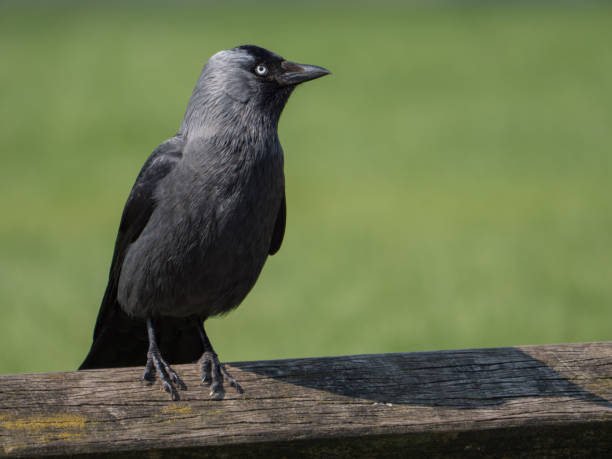 istock Jackdaw on a wooden fence 1353881656
