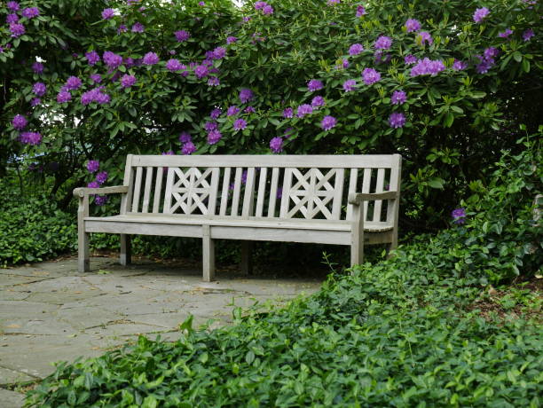 istock Park bench in front of rhododendrons 1353881661