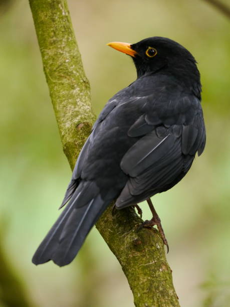 Blackbird on a thin branch Blackbird male on a thin branch blackbird stock pictures, royalty-free photos & images