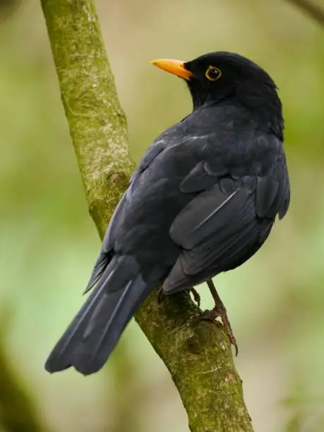 Blackbird male on a thin branch