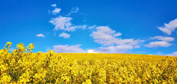 An infinite yellow ocean of rapeseed flowers in a field with a blue sky.