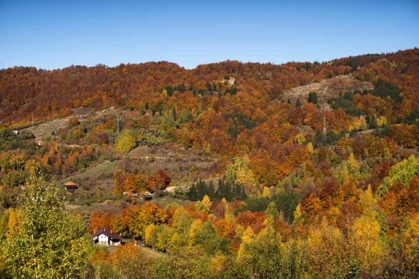 Paisaje otoñal de montaña con bosque colorido - foto de stock