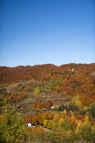 カラフルな森と山の秋の風景 ストックフォト