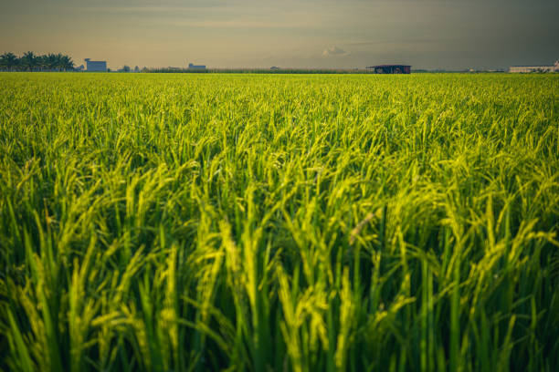 Sekinchan agriculture paddy field during sunset
