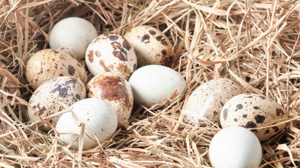 istock Photo of quail eggs on a hay background 1353884957
