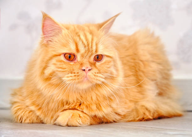 istock a red-haired long-haired lop-eared Scottish cat with straight ears 1353884998