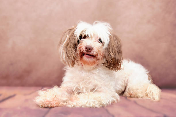 istock Chinese crested dog overgrown requiring a haircut 1353885021