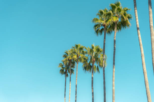 istock Group of tall palm trees with clear sky 1353885341