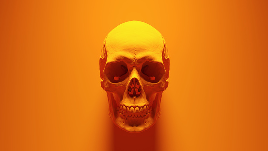 Orange Human Female Skull Medical Anatomical with Teeth and Jaw Orange Background 3d illustration render