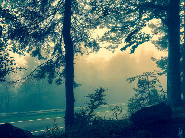The Black Forest in Germany with fog.