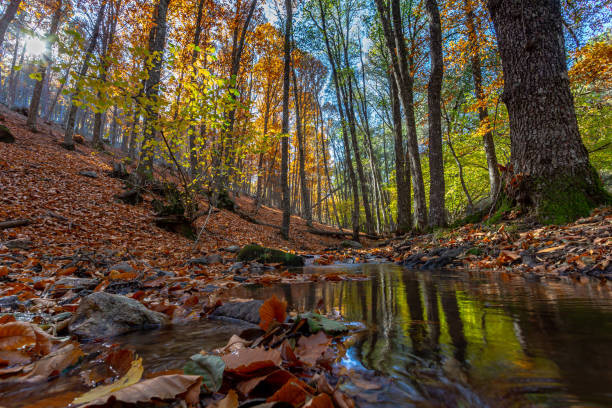 istock River course in high mountains surrounded by trees and rocks with moss 1353887486