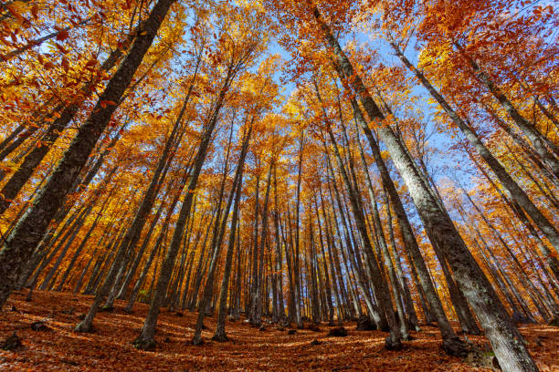 istock Chestnut forest with the ground covered with leaves 1353887622