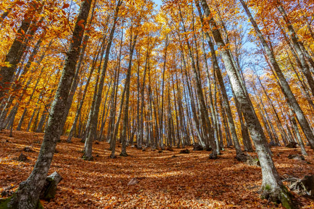istock Chestnut forest with the ground covered with leaves 1353887647