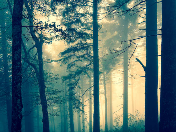 istock The Black Forest in Germany with fog. 1353888310