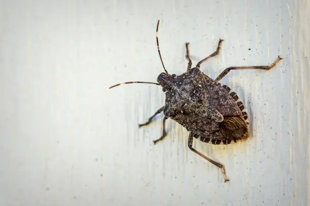 Photo of A brown stink bug clings to outdoor siding in the autumn sunlight.