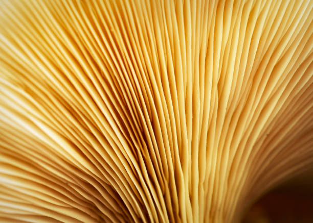 Close up view of the gills of a common oyster mushroom. Close up view of the gills of a common oyster mushroom. oyster mushroom stock pictures, royalty-free photos & images