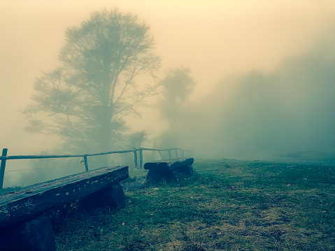 Benches in the Black Forest in Germany at foggy weather.