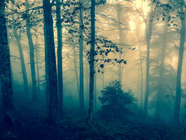 istock The Black Forest in Germany with fog. 1353890571