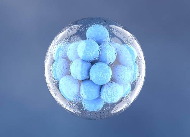Human Morula Cell, Early Stage Embryo stock photo