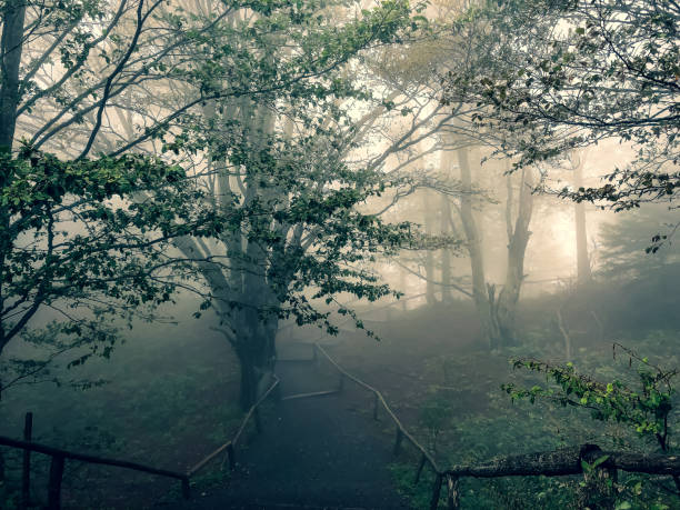 istock Path through the Black Forest in Germany with fog. 1353893247