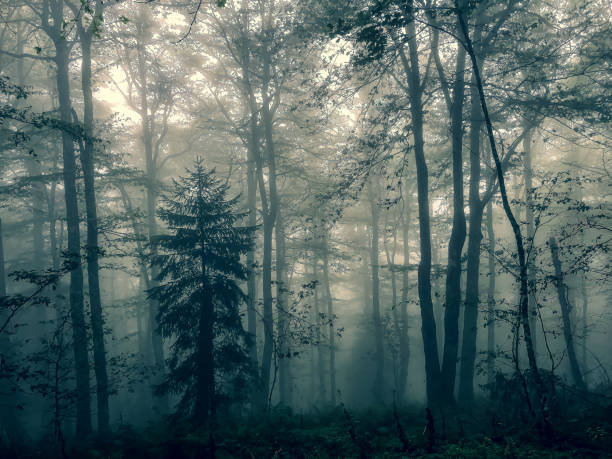istock The Black Forest in Germany with fog. 1353893437