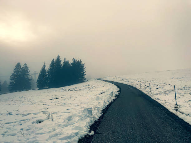Path on a mountain full of snow and fir trees.