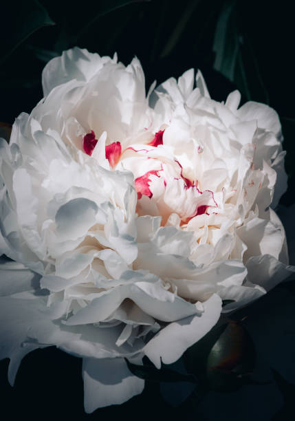 istock Macro flower - blossoming white peony with red veinson a dark background. 1353896215