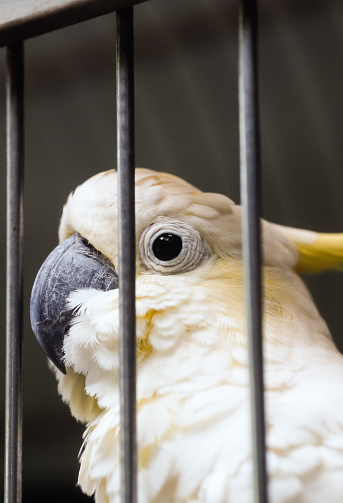 A yellow-crested cockatoo behind bars, in a cage. Zoo. Captivity.