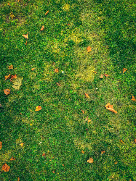 istock Grass with leaves at the forest path as a texture or background. 1353898725