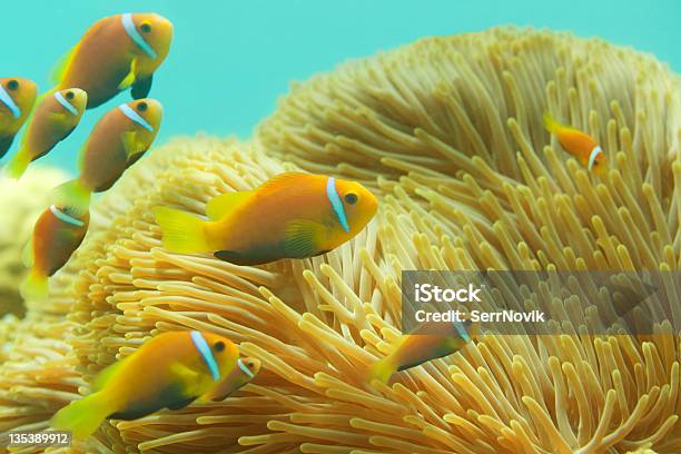 Foto de Muitos Clownfishes Das Maldivas e mais fotos de stock de Amphiprion Percula - Amphiprion Percula, Cardume de Peixes, Primeiro plano